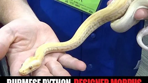 Video 7127641: burmese american