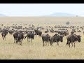 WILDEBEEST MIGRATION IN SERENGETI NATIONAL PARK, TANZANIA -  MARCH 2018