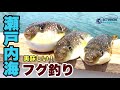 フグ釣り in 岡山県宇野港発 瀬戸内海 【ショウサイフグ】【カットウ釣り】