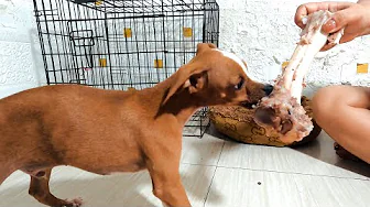 Two Puppies chews bone from start to finish - Satisfying! (CLEAR SOUND of chewing)