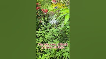 Cây râu mèo vị thuốc trị bệnh sỏi thận  #vuonnha #lamvuon #gardening #shorts #plants