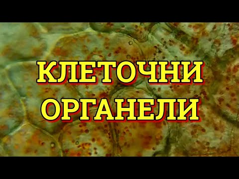 КОИ СЕ ФУНКЦИИТЕ НА КЛЕТОЧНИТЕ ОРГАНЕЛИ?  (БИОЛОГИЈА IV)