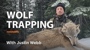 Wolf Trapping with Justin Webb // OFFICIAL TRAILER