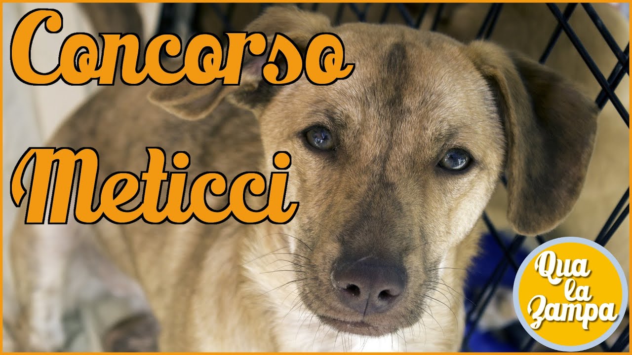 I Meticci O Cani Fantasia Qua La Zampa Youtube