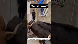 Entrada de vacas en Albalat dels Tarongers 2023 #angel775toros #viralvideo #vacas #encierro