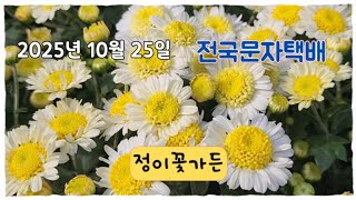 Download Lagu 정이꽃가든 #전국문자택배 #풍로초 #포인세티아 #페라고늄 #게발선인장 블루버드 차이나자스민 서향동백  MP3 Download Lagu 정이꽃가든 #전국문자택배 #풍로초 #포인세티아 #페라고늄 #게발선인장 블루버드 차이나자스민 서향동백  MP3