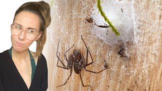 Stop Laying Eggs Removing A Brown Recluse Egg Sac Again
