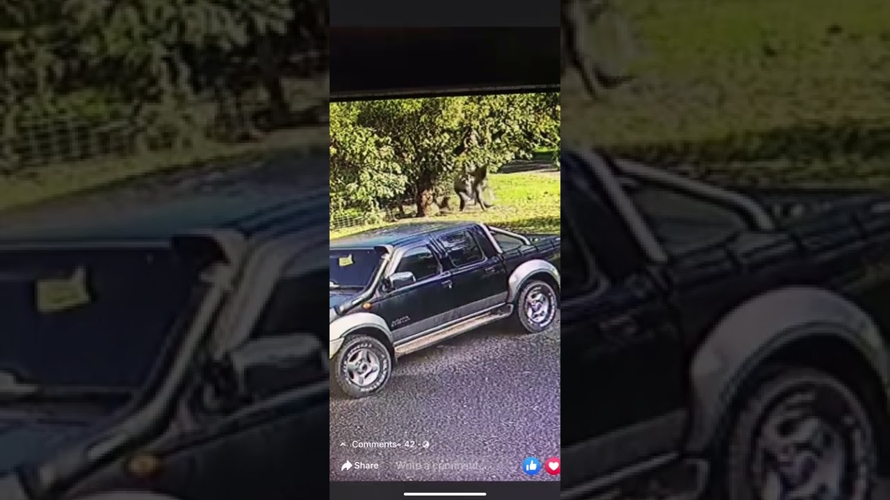 Boxing Kangaroo vs Man fight YouTube