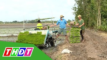 Hiệu quả giảm giá thành sản xuất lúa | Tái cơ cấu nông nghiệp - 14/8/2022 | THDT