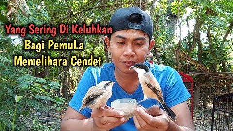 Supaya Tidak Manja ,‼️Dan Cepat Makan Voer Untuk Anakan Cendet