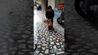 Pitbul La Bir Vidyo Daha