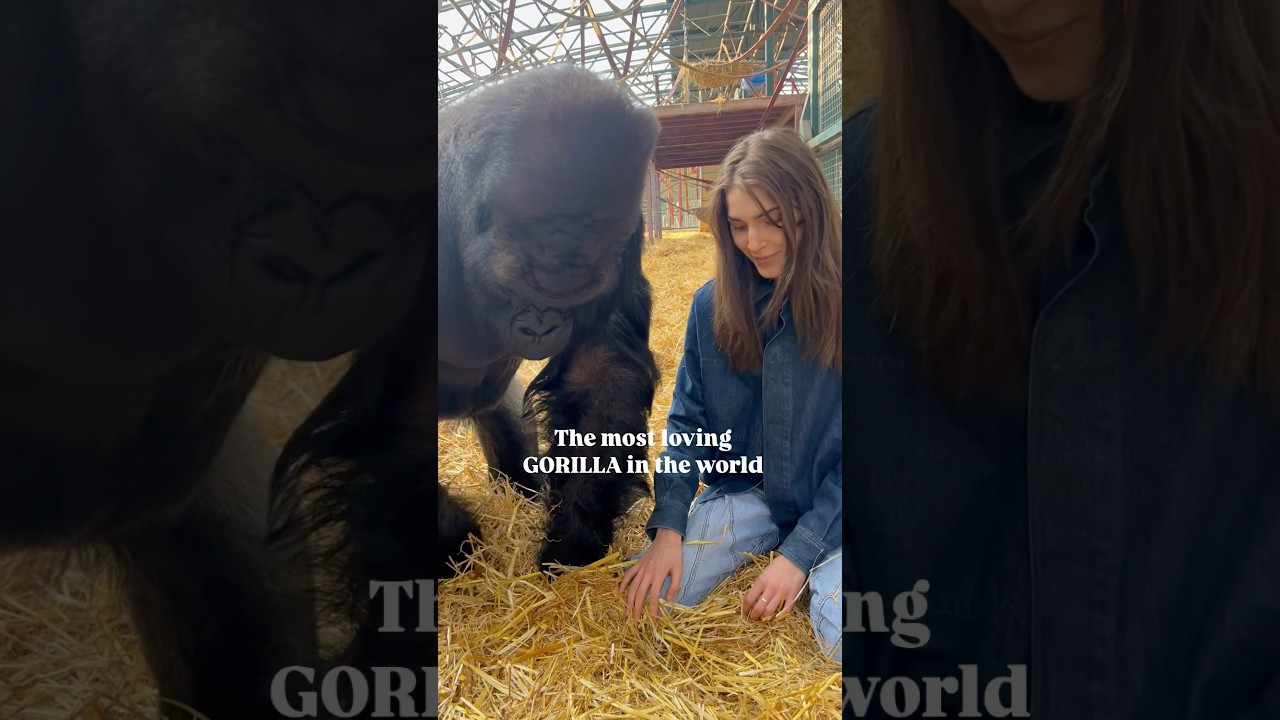 Самая любящая в мире ГОРИЛЛА 
