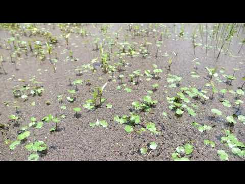 Utricularia gibba: planta aquática carnívora