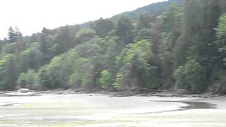 Purple Beech Tree on Salt Spring Island