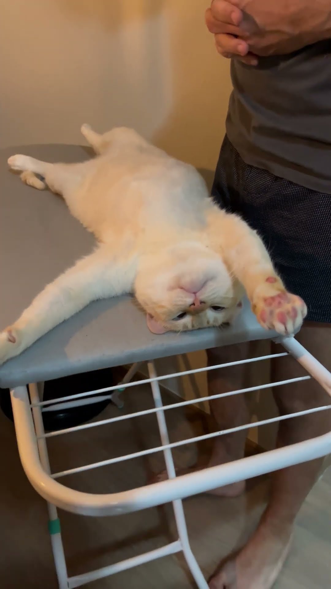 Relaxed Cat Gets Pampered with Belly Rubs