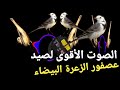 الصوت الأقوى لصيد عصفور الزعرة البيضاء2023