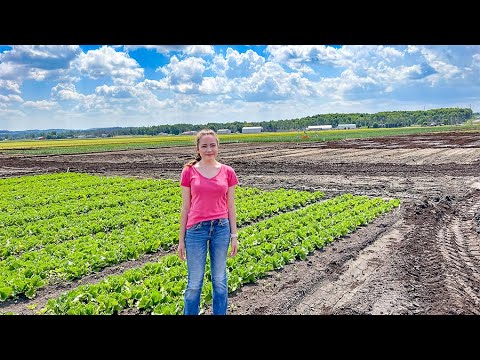 Video: Can You Rerow Salat - Hvordan dyrke salat fra en stubbe i vann