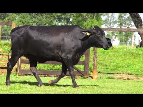 LOTE 06 M8631 TEMIDA HENDRICKS FIV DA PALMA   5862CL