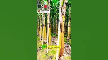 nông dân miền tây bỏ lúa trồng chuối #videoviral #garden