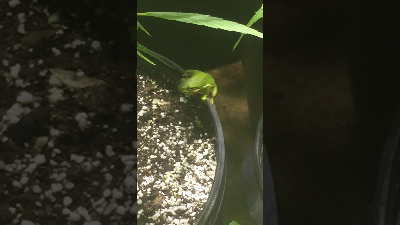 Happy Frog soil has results!!!😍