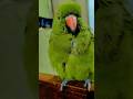 mithi😍#nonstoptalkingparrot #parrottalking #talkingparrot #mithukibatain #trending #viral #hype #fyp