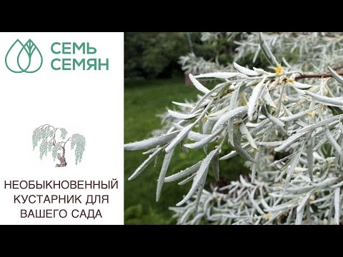 Видео: Уход за кустом лоха - Советы по выращиванию лоха русского оливкового