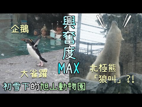 動物遇見初雪超興奮?! 反應超治癒! 剛好0度的北海道旭山動物園!