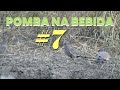 Pomba Bebida 7