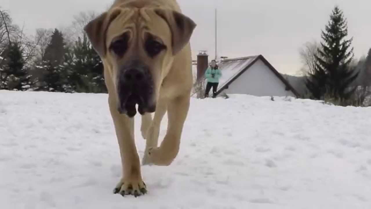 Dog slow motion video | Dog video 