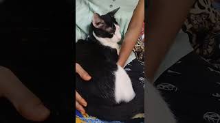 பொராம பொங்கி வழியுது மோராக்கு😂🫶🏻#cat #fypシ #tamil #yt #love #funny #mora #comedy #jelous #possessive