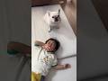 泣いてる3歳児を犬が一瞬で泣き止ましてくれた #shorts #保護犬 #フレンチブルドッグ