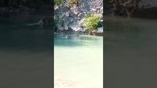 Joker Le Jack Russel Vs La Nature