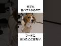 ビーグルの飼い主あるある