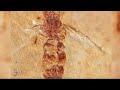 10 Scary Fossils Ever Discovered