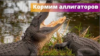 Кормим аллигаторов 🐊на рыбалке