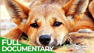 The Real Dingo  Australia's Apex Predator | Free Documentary Nature