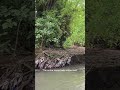 “Discover Nature’s Purity in Yogyakarta, Indonesia – sungai Opak”