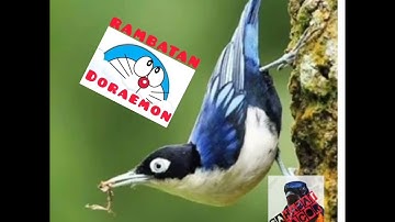 Masteran rambatan DORAEMON 👆ISTIMEWA  (SAHABAT GACOR) #masteran #rambatan #rambatandoraemon
