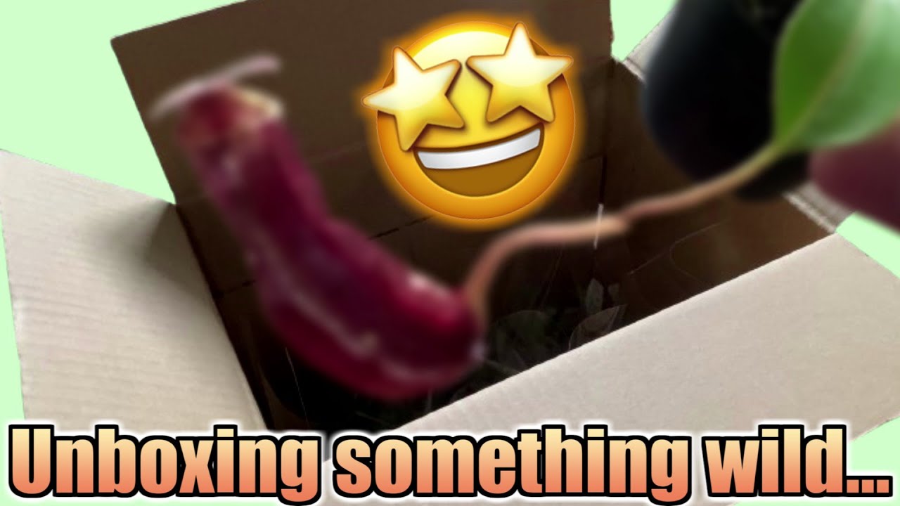 Rare Carnivorous Plant Unboxing & Repotting! | Shocking Pitcher Reveal