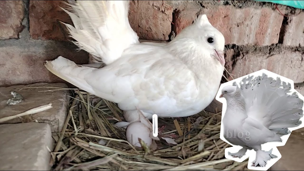 Humare Lakka kabutar ny egg lay kr diya | Pigeon lay eggs | Mini zoo ...