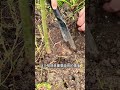 閉鞘姜又叫雷公筍,卻是中醫里的利水聖手!#foodies #food #plants #knowledge #plants #botany