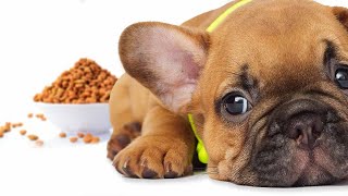 Perfect Dog Food for French Bulldogs (Review) in 2021