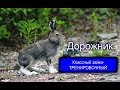 КЛАССНЫЙ ЗАЯЦ - ТРЕНИРОВОЧНЫЙ !  Сигнал (Плакуня) и Свирель вл.Шатров В.А.