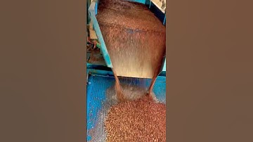 Ragi Millet Processing in a Nutshell: Quick and Engaging Video Highlights! #RagiMilletProcessing
