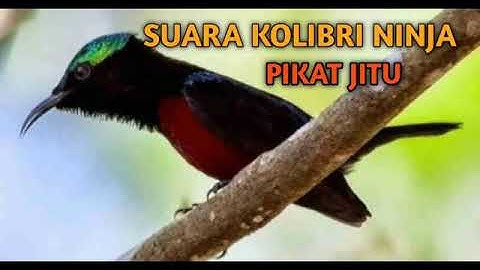 SUARA KHUSUS PIKAT BURUNG KOLIBRI NINJA ( KONIN ) TERBARU part 1
