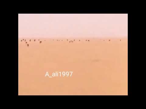 مسحوب عسى الله يقرب ديرة البدو ياجفران اداء ناصر الطويل 