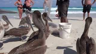 Пеликаны - Куба Варадеро 2013