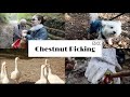 한이커플 가족 밤따기 브이로그  | KOR-IT Couple  Family Chestnut Picking Vlog