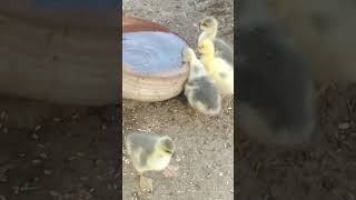 Cute Duck kids #duck #duckking #enjoyment #enjoyingeverydaylife