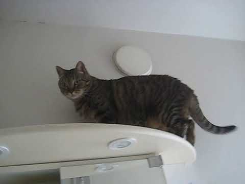 cat แปลว่า Jump!